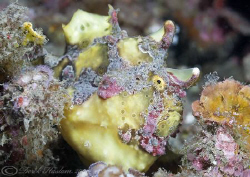 Painted frogfish. Lembeh straits. D200, 60mm. by Derek Haslam 